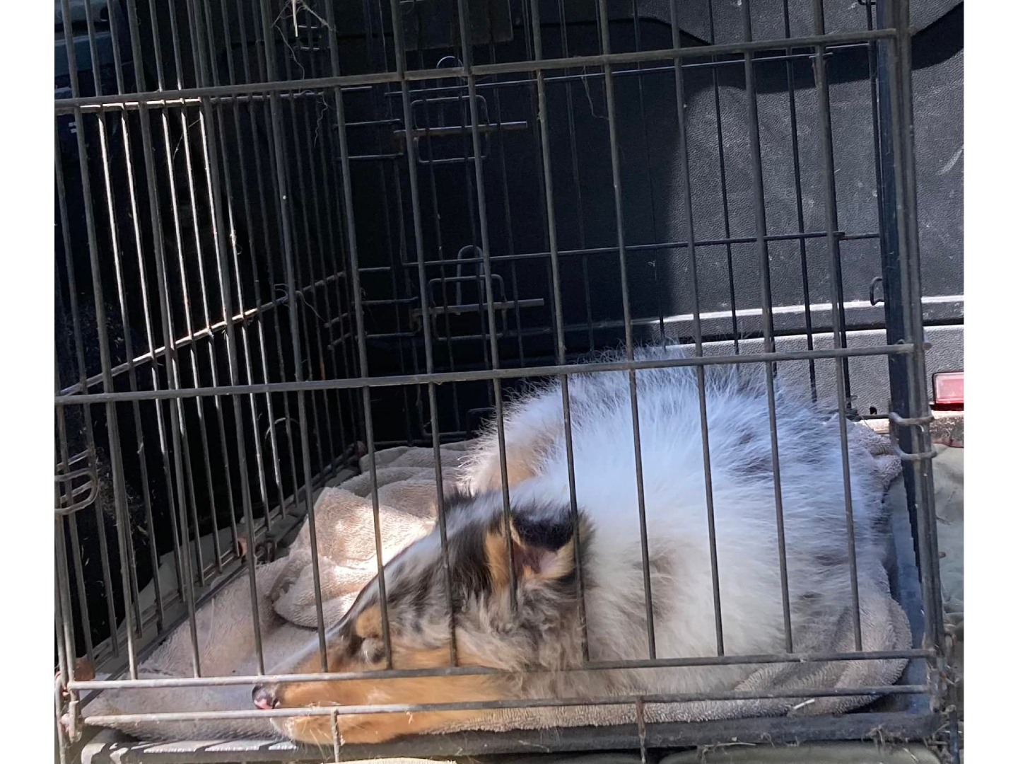 A cat in its cage sleeping on the floor.