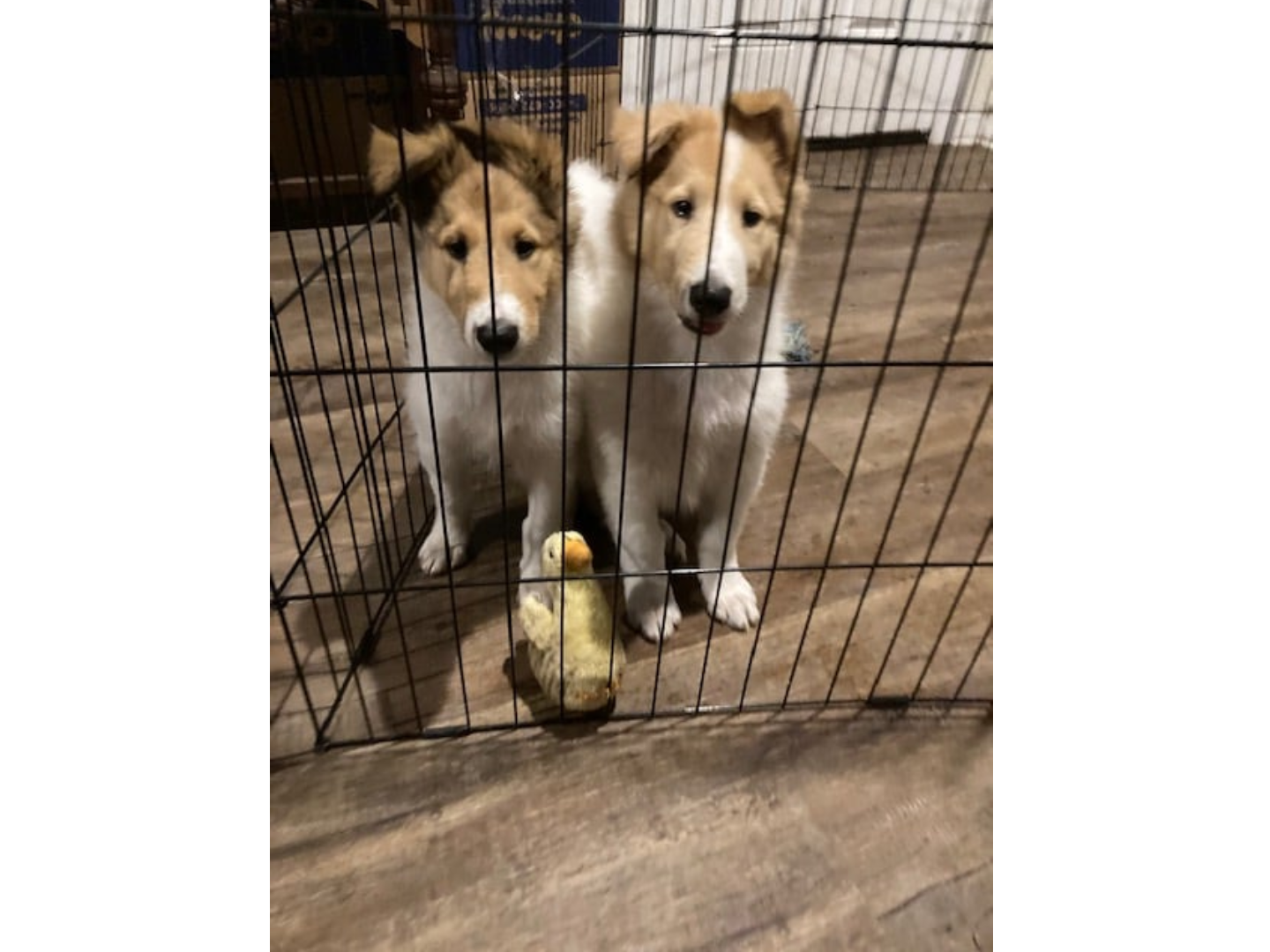 Two puppies in a cage looking at the camera.