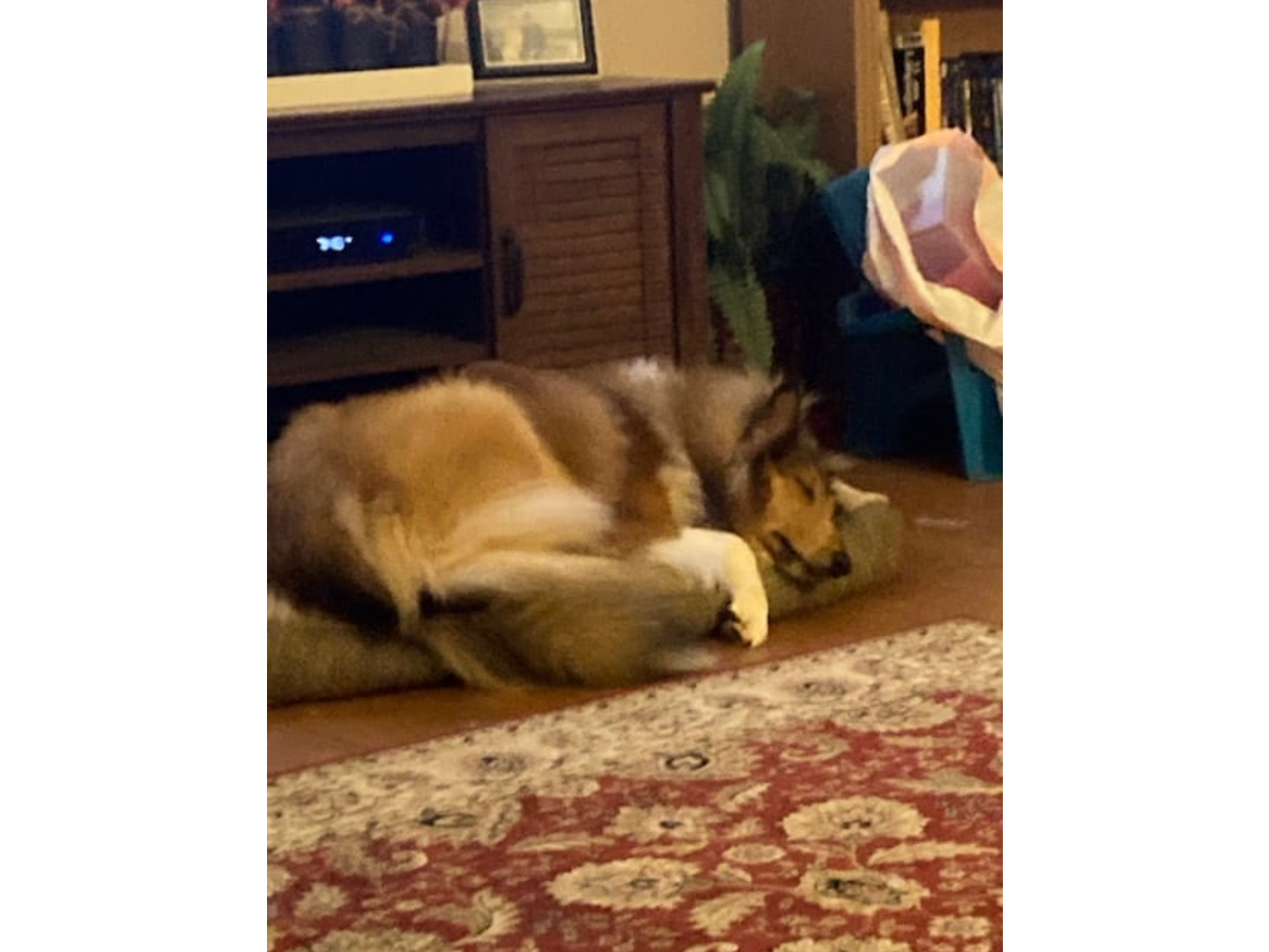 A dog laying on the floor in front of a person.