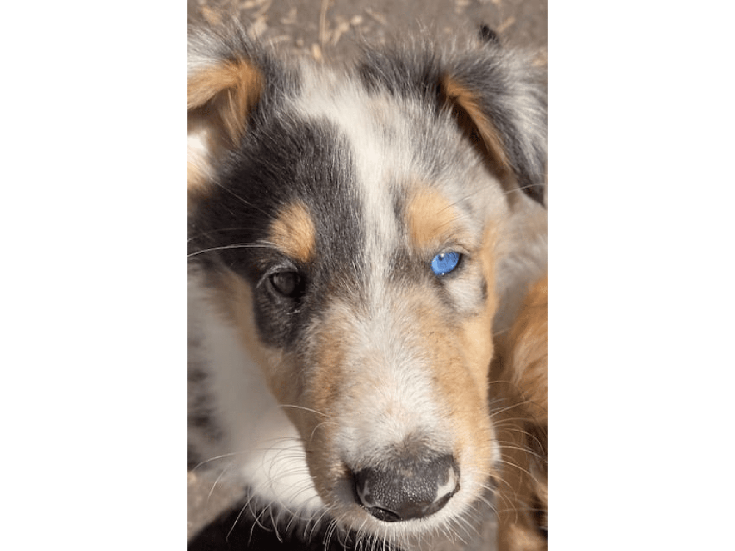 A close up of the face of a dog with blue eyes.