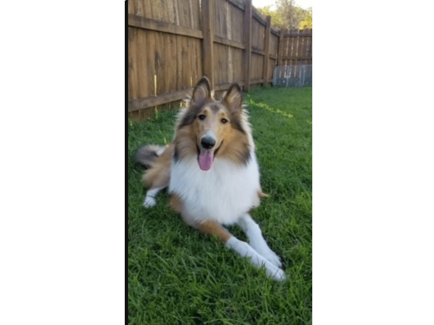 A dog laying in the grass near a fence.