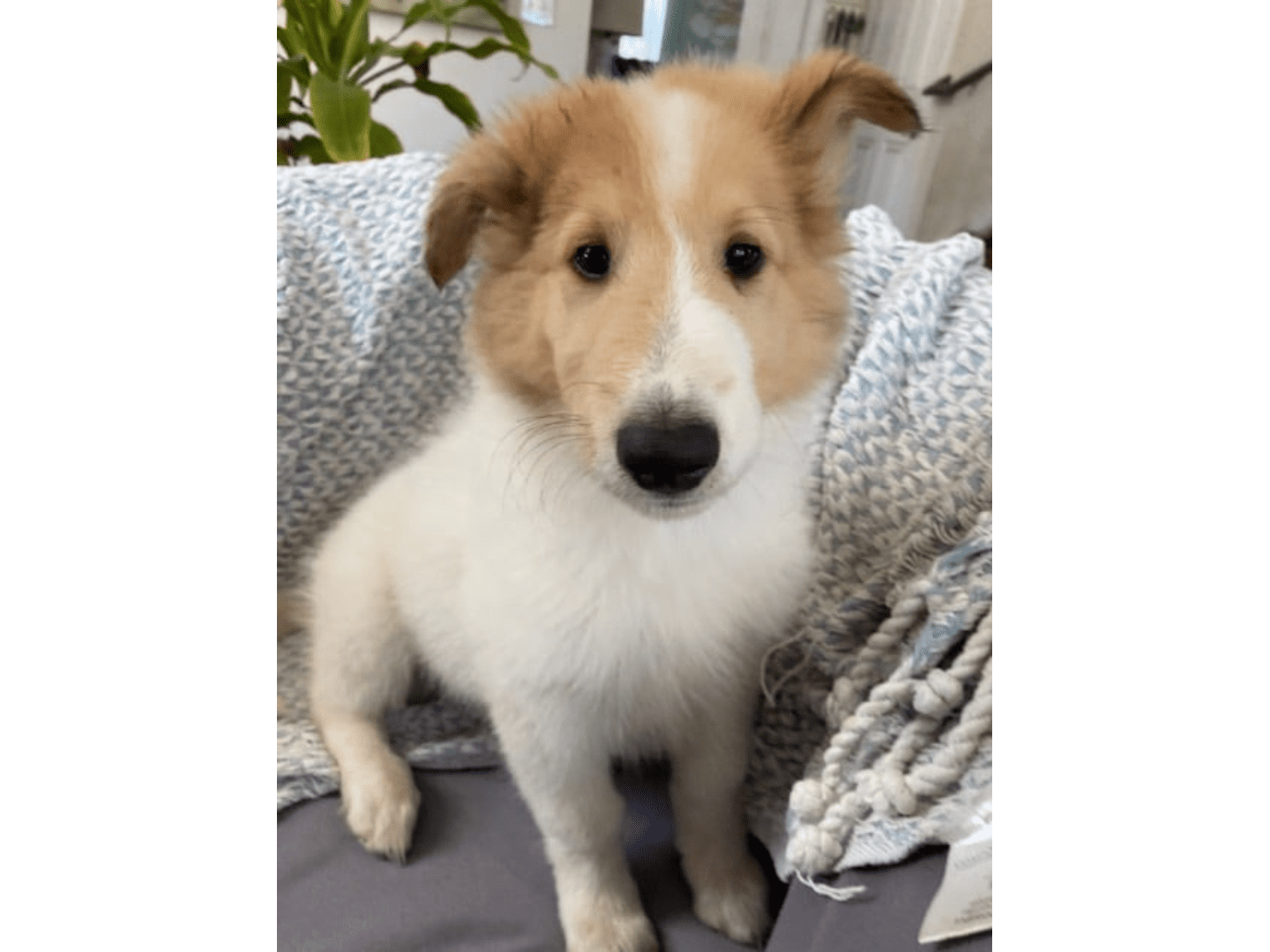 A brown and white puppy sitting on top of a blanket.