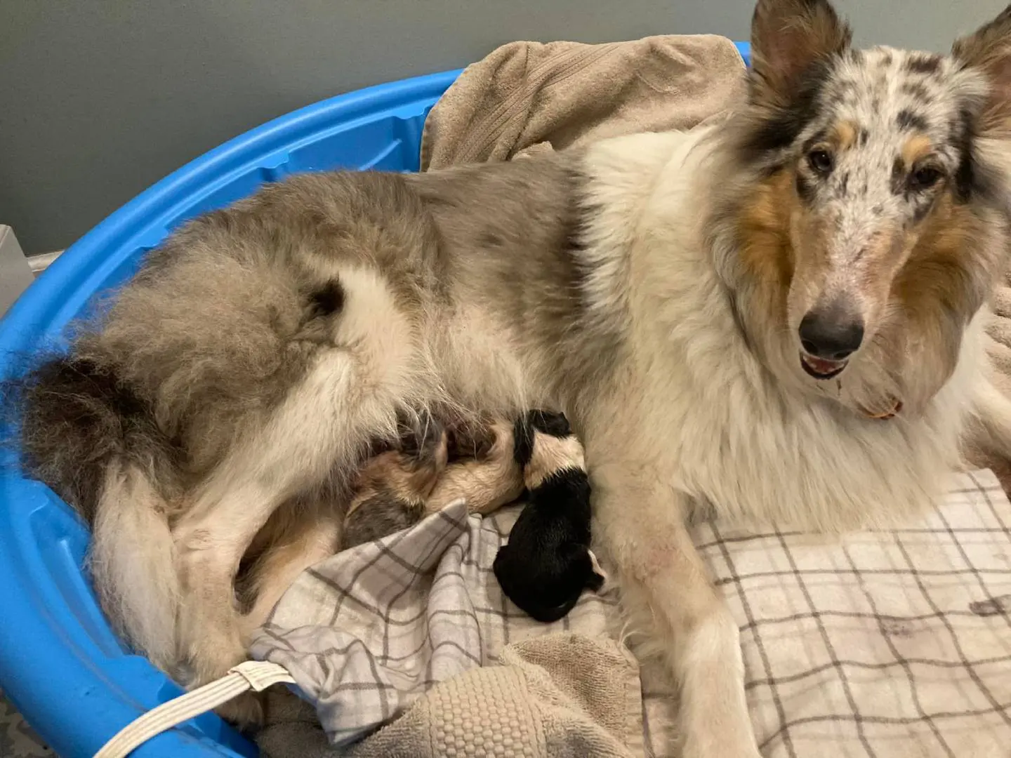 A dog laying in a blue basket on top of a blanket.