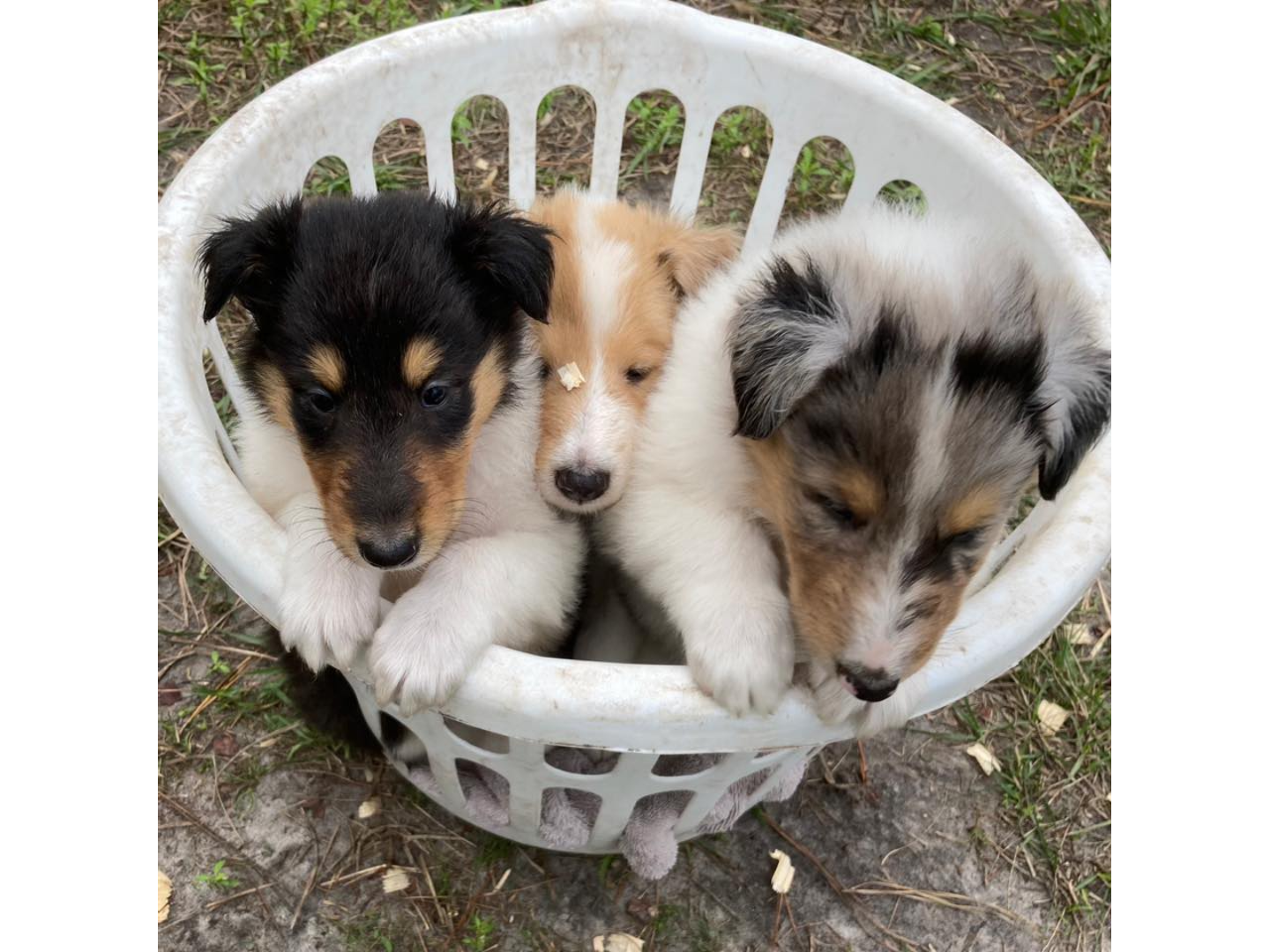 Three puppies in a basket on the ground.