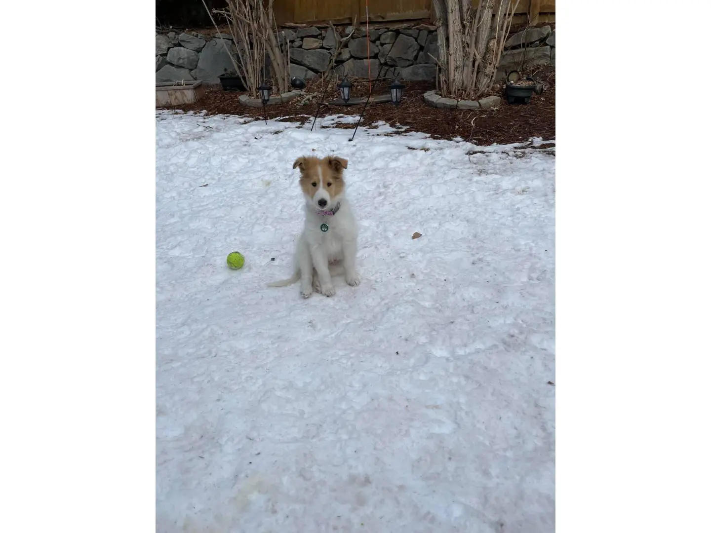 A dog sitting in the snow with a ball.