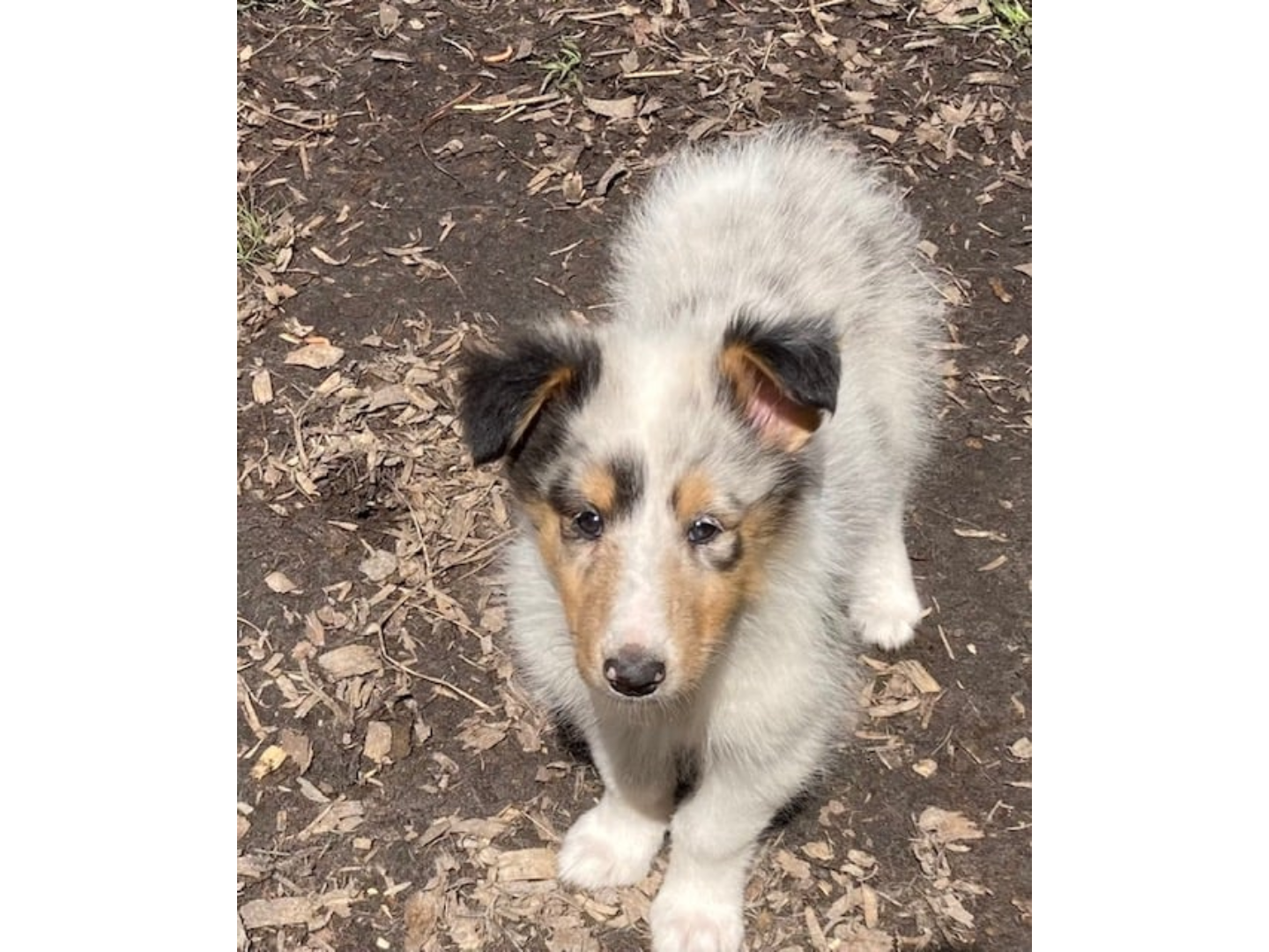 A dog standing on top of a pile of leaves.