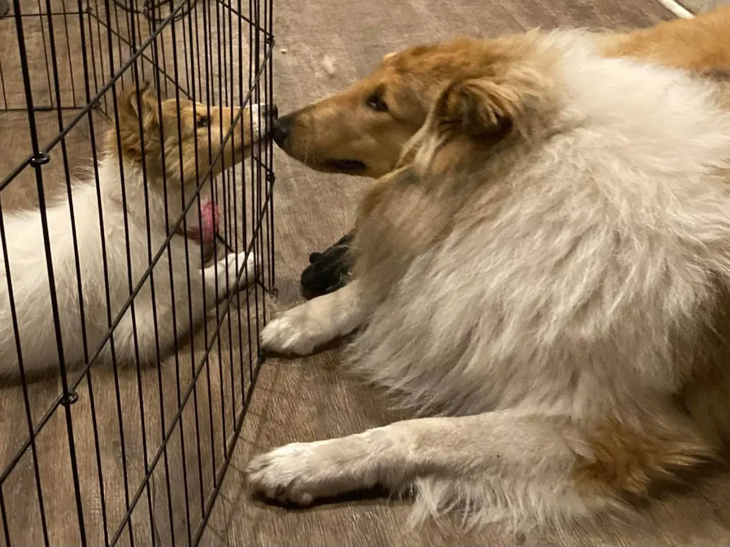 A dog and cat in a cage looking at each other.