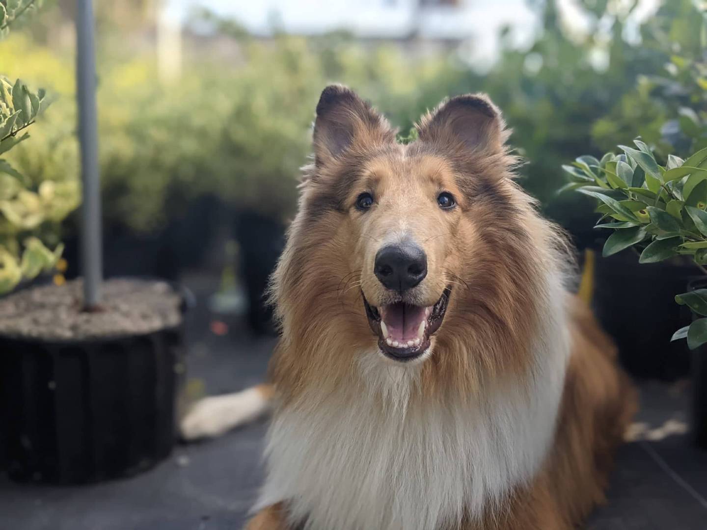 A brown and white dog is standing outside