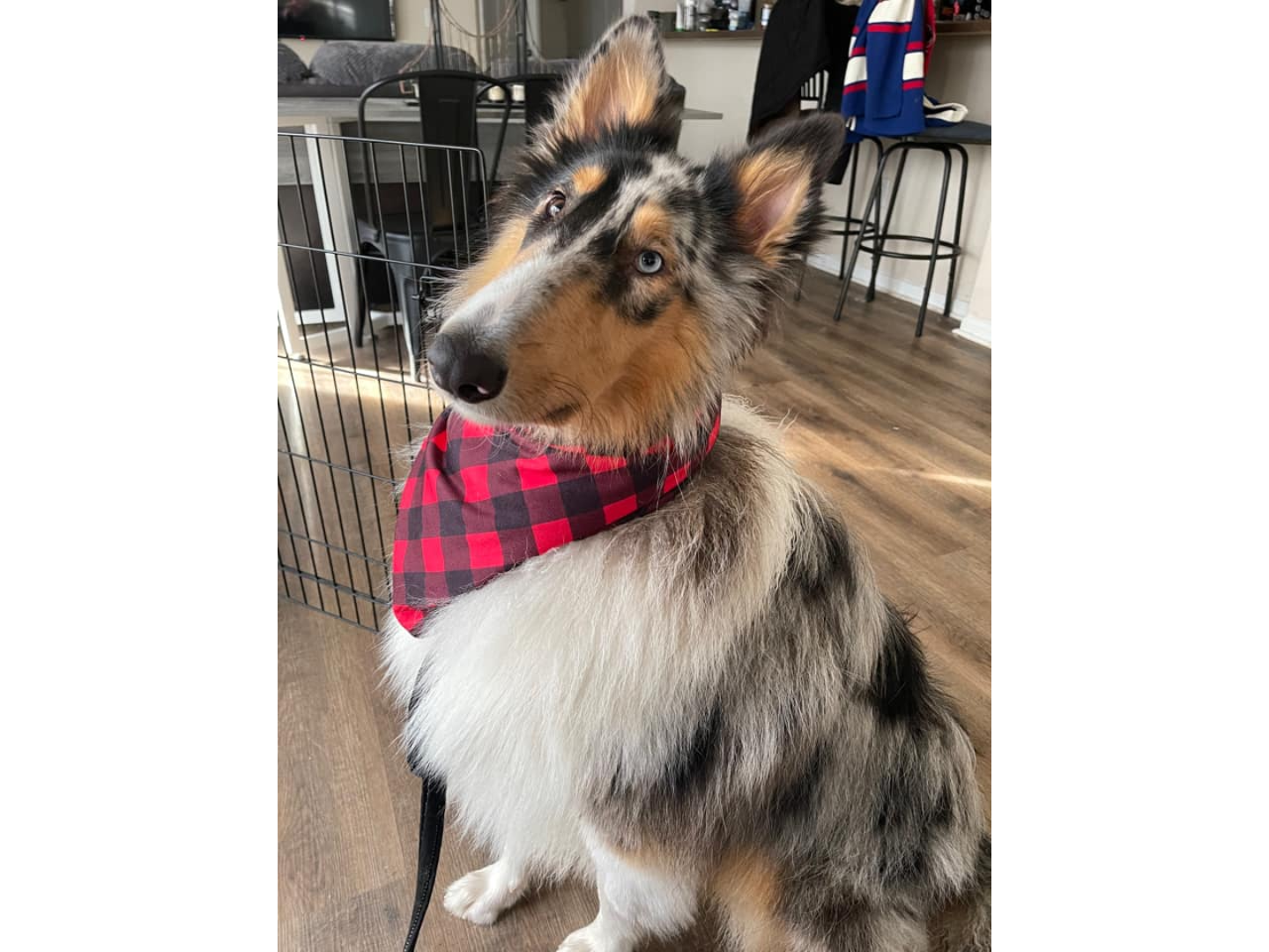 A dog sitting on the floor wearing a red and black plaid bandana.