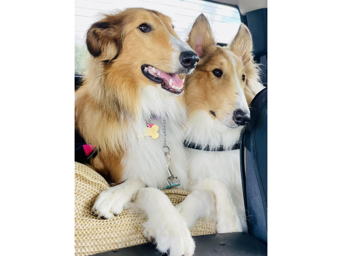 Two dogs sitting in the back of a car.