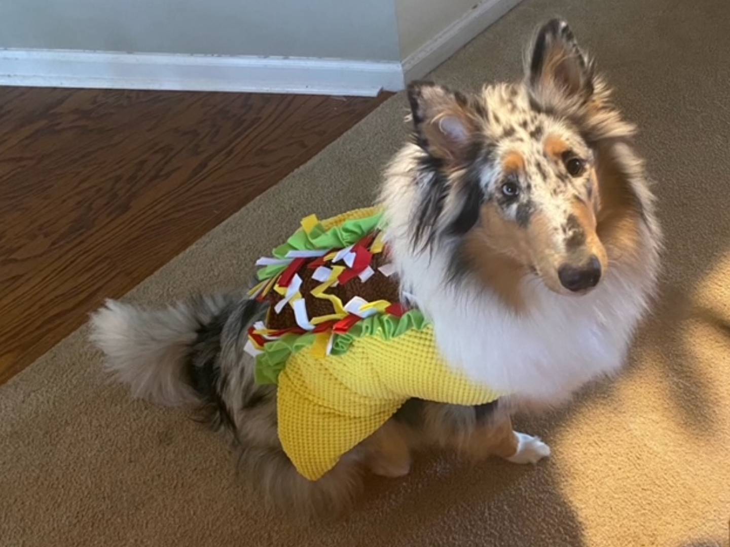 A dog wearing a taco costume on the floor.