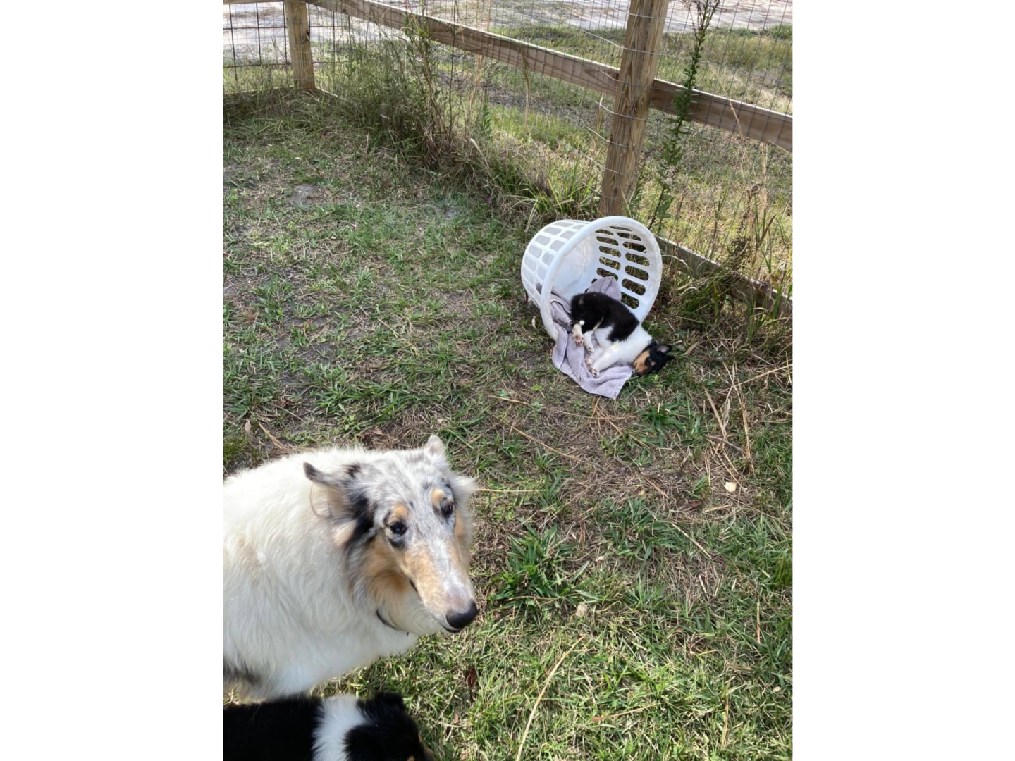 A dog and cat in the grass near a fence.