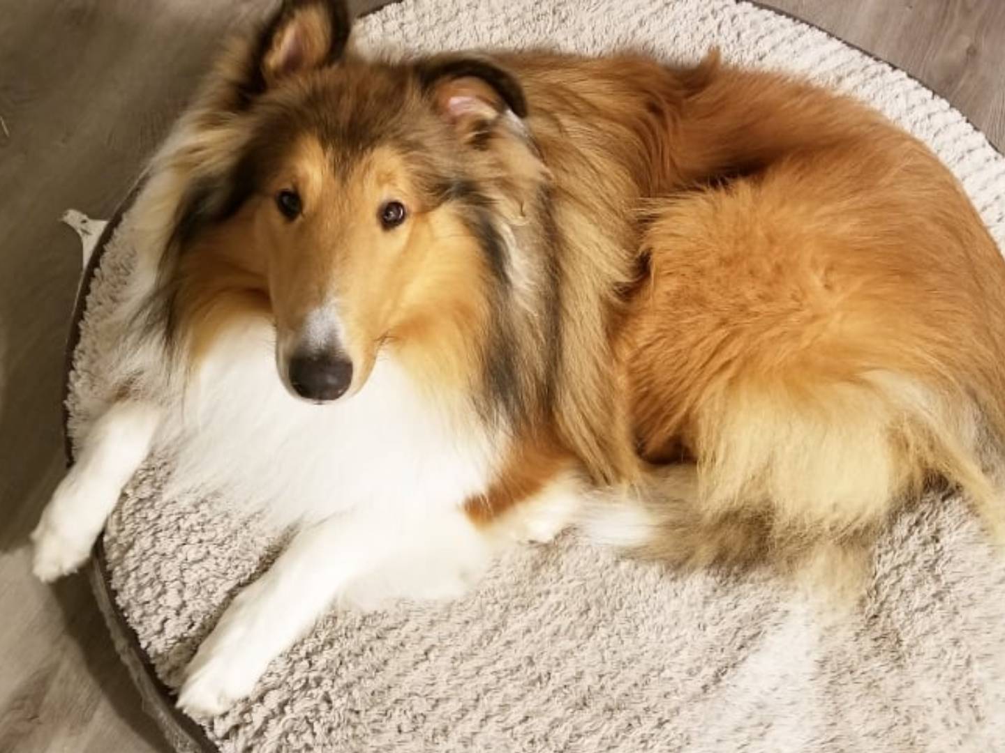 A dog laying on top of a bed.