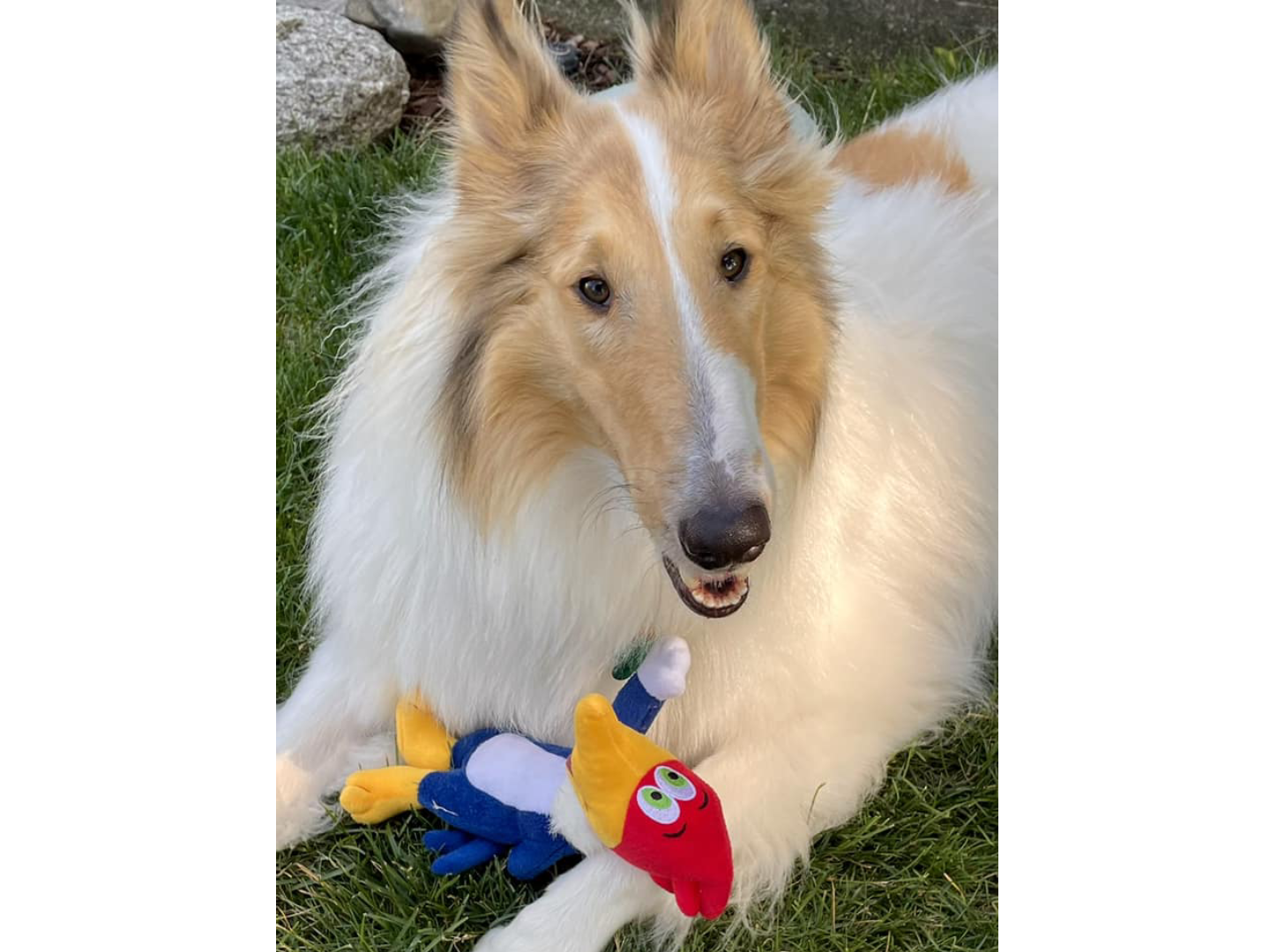 A dog with a toy in its mouth.