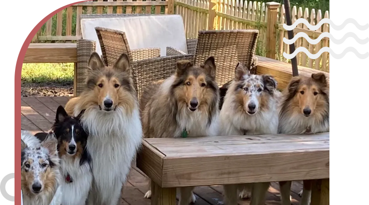 A group of dogs sitting on top of a wooden table.