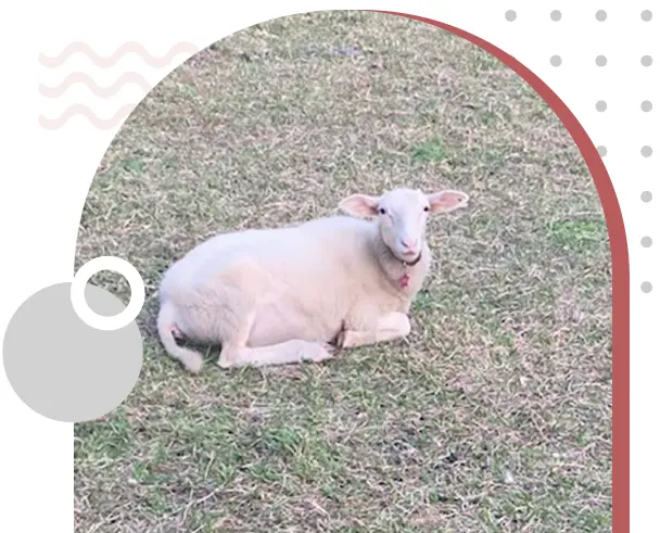 A sheep laying in the grass with its mouth open.