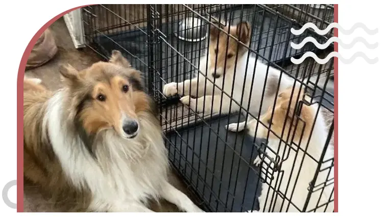 Two dogs in a cage with one laying on the ground.