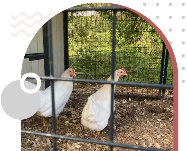 Two chickens in a cage with a fence around them.