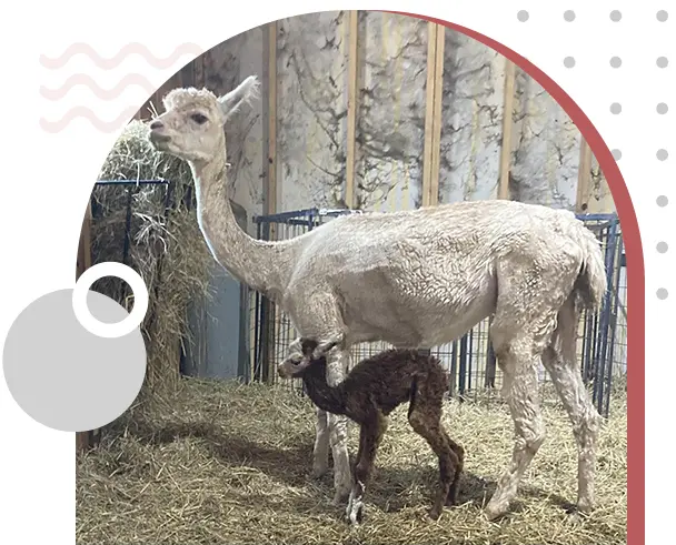 A baby llama and its mother in an enclosure.