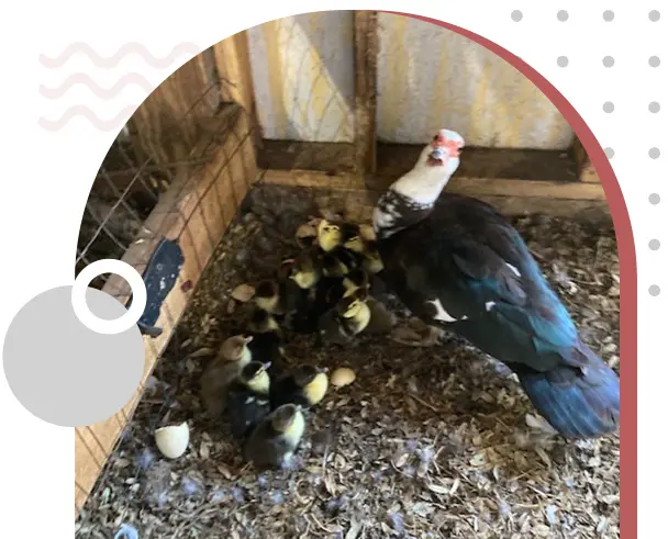 A pigeon is standing in the dirt near some eggs.