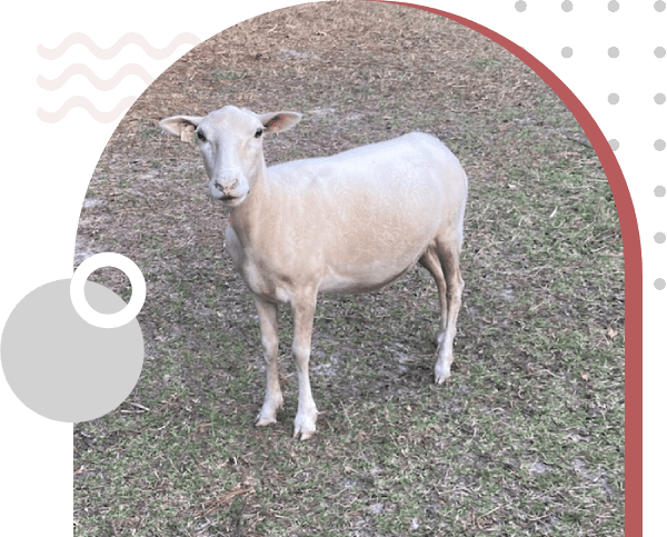 A sheep standing in the grass near a teapot.