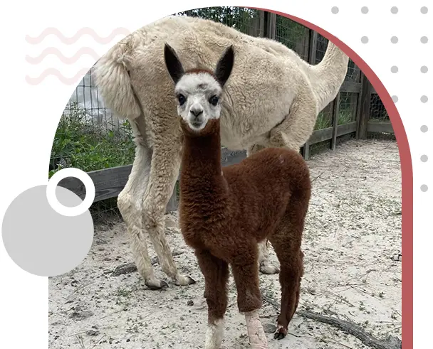 A baby llama standing next to an adult camel.