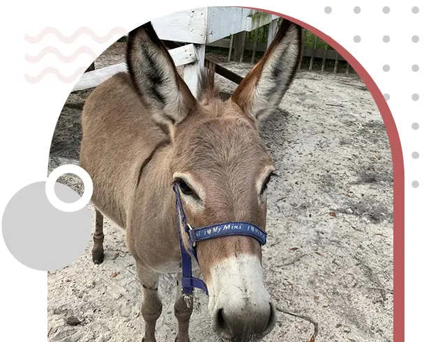 A donkey with blue collar standing in sand.