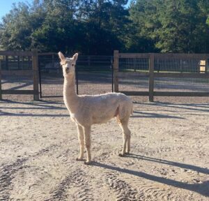 A llama standing in the dirt near some trees.