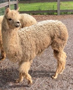 A llama standing next to another animal in a field.