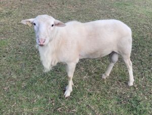 A sheep standing in the grass with its mouth open.