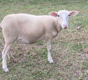 A sheep standing in the grass looking at the camera.