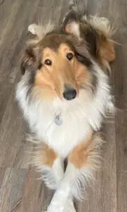 A dog sitting on the floor looking up at the camera.