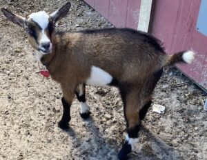 A goat standing on top of a gravel road.