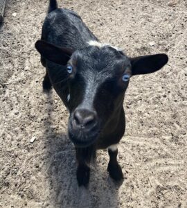 A black goat standing on top of a dirt field.