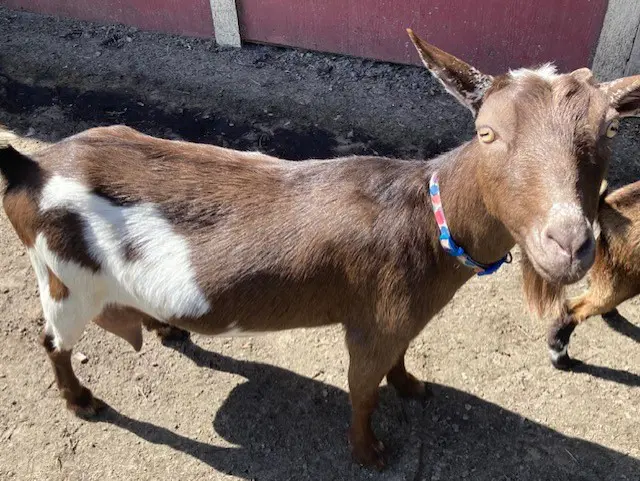 Goat sales road collie