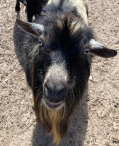 A goat with long hair is standing in the dirt.