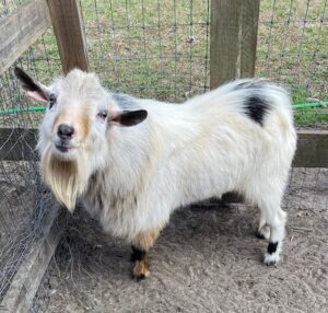 A goat with black and white markings standing in the dirt.