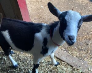 A black and white goat standing on top of hay.