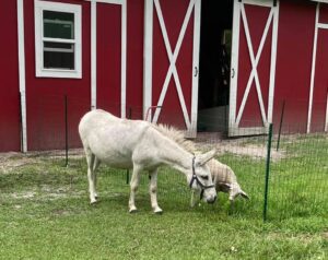 A white horse and lamb grazing in front of a red barn.