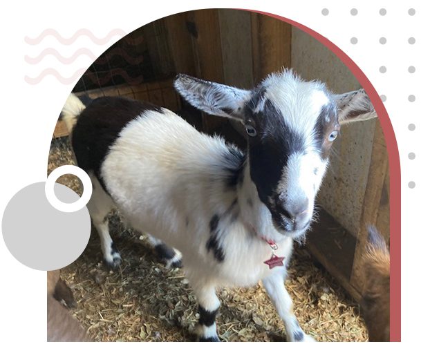 A goat with black and white fur standing in hay.