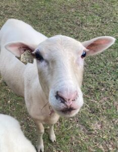 A close up of a sheep with its head turned to the side.