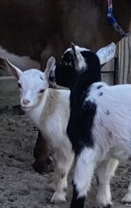 Two goats standing next to each other on a dirt ground.