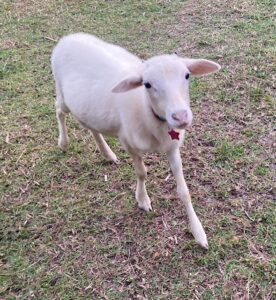 A lamb is standing in the grass with its tongue hanging out.