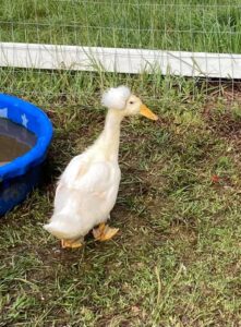 A duck standing next to a blue bowl of water.