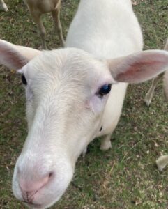 A white sheep with blue eyes standing in the grass.