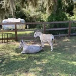 A donkey and its baby are laying in the grass.