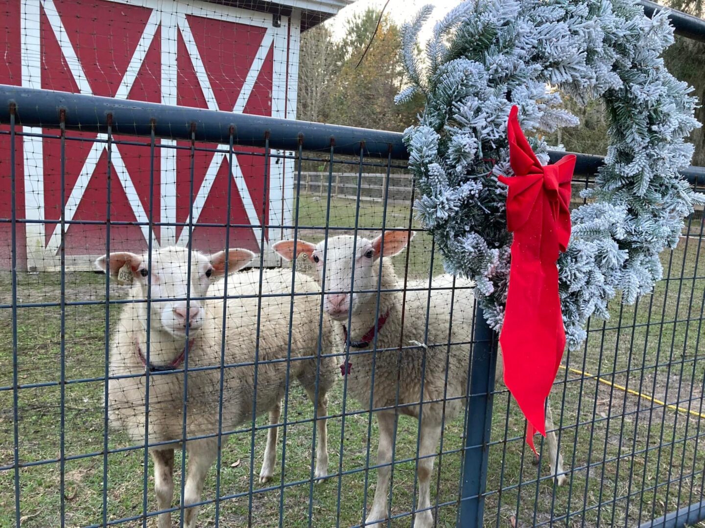 Two sheep standing in a fenced area next to a wreath.