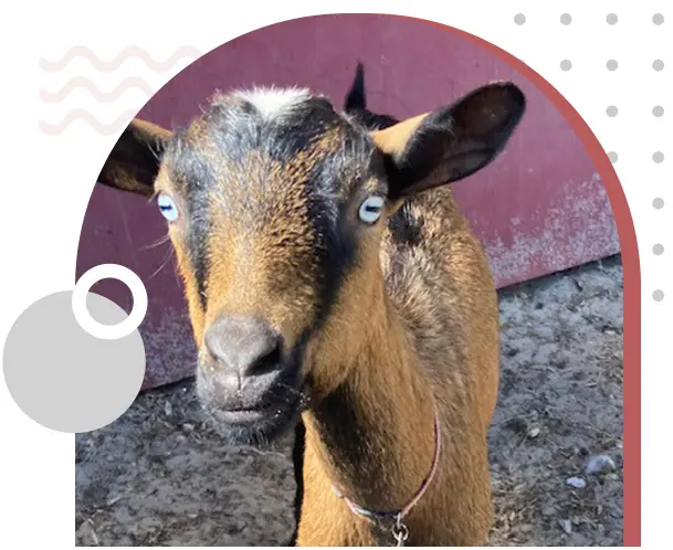 A goat with blue eyes and brown fur.