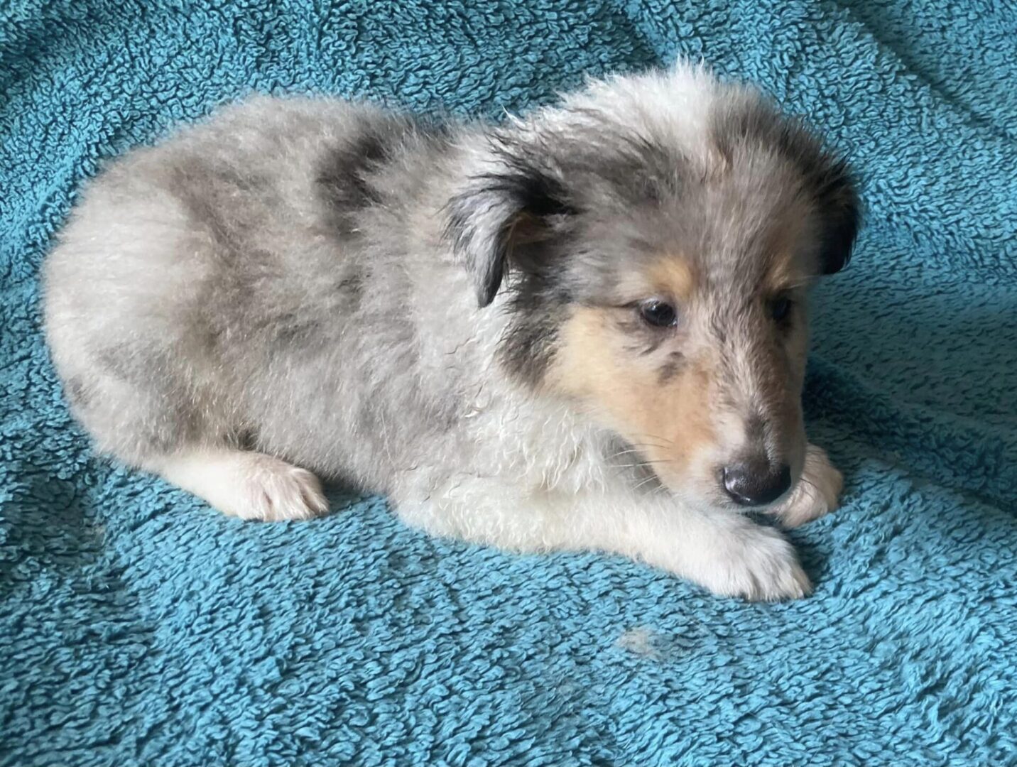 Frank (insense) – Blue merle boy
 <br>
SOLD</br>