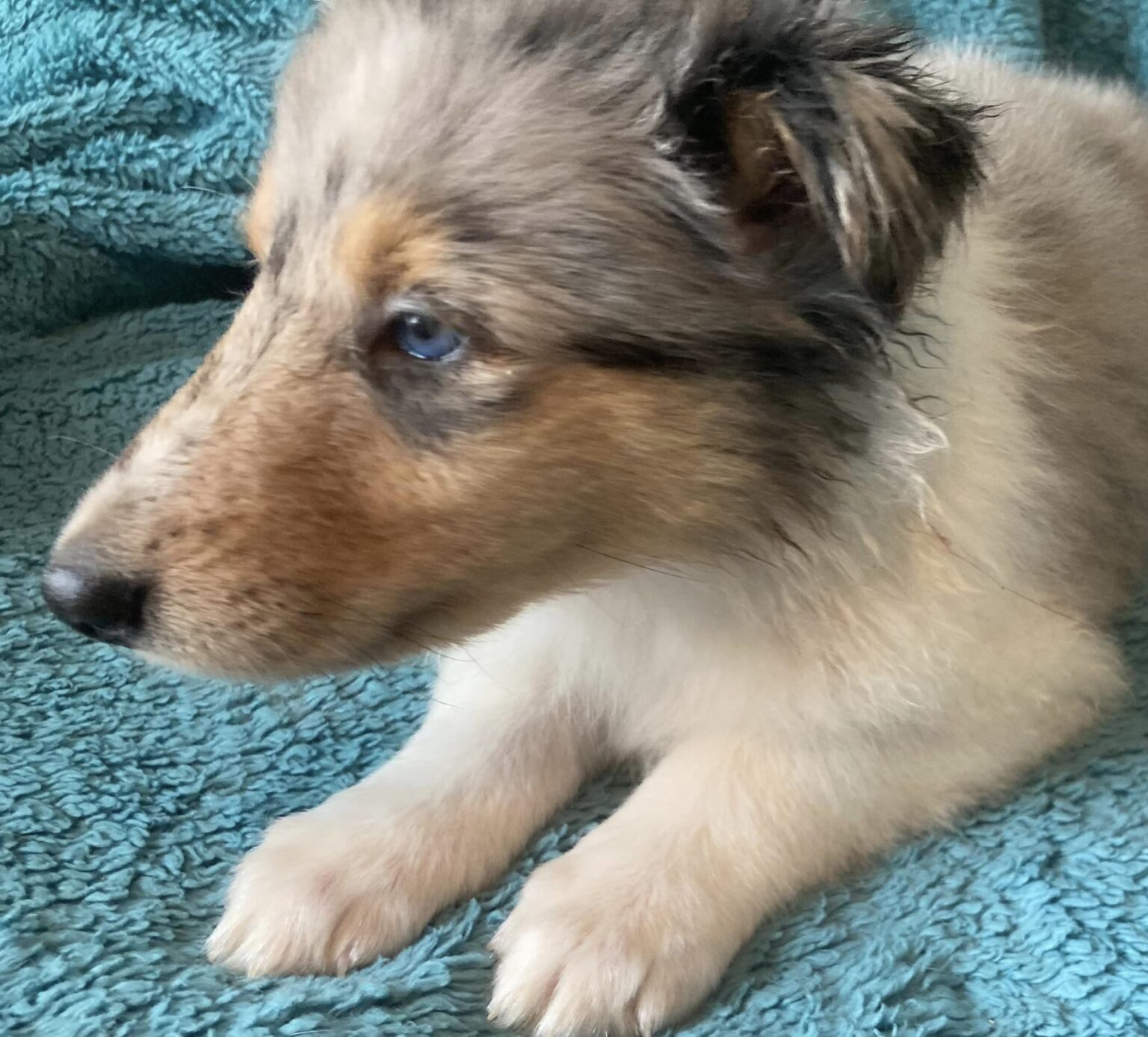 Gabrielle – Blue merle female